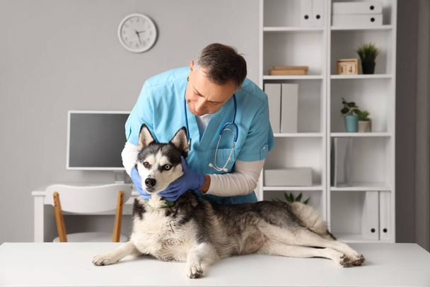 Чоловічий ветеринар, що вивчає милого собаку на столі в клініці - Фото, зображення