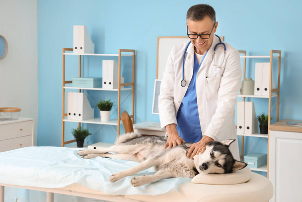 Veterinario maschio esaminando carino cane husky in clinica - Foto, immagini