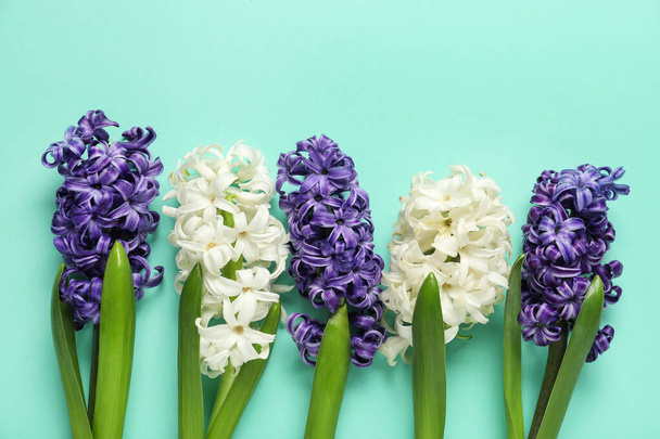 Beautiful hyacinth flowers on turquoise background. Top view - Photo, Image