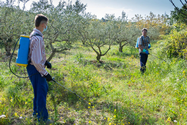 Dva zemědělci rozstřikují herbicidy na poli olivovníků. Bargota, Navarra, Španělsko, Evropa. - Fotografie, Obrázek