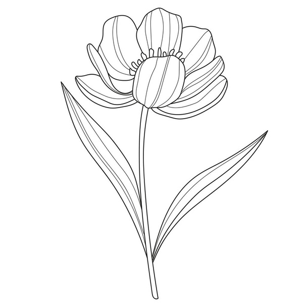 フラワー。 リニアフラワー。 ボタニー。 抽象的な線形の花. 花のベクトルイラスト - ベクター画像