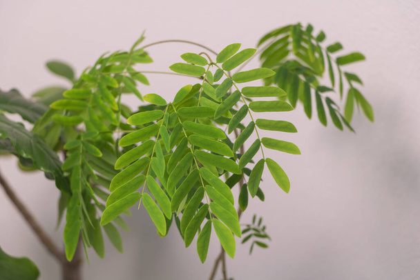 Zelené listy rostliny Albizia na bílém pozadí, selektivní zaměření. - Fotografie, Obrázek