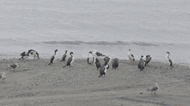 Un groupe de cormorans empereurs se rassemble sur une plage, avec un parent nourrissant un poussin tandis que d'autres observent tranquillement. - Photo, image