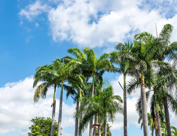 Palmiers dans le parc sur le fond d'un ciel bleu. - Photo, image