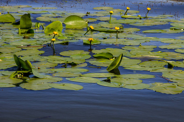 Цветы желтой воды (Nuphar Lutea) в озере
 - Фото, изображение