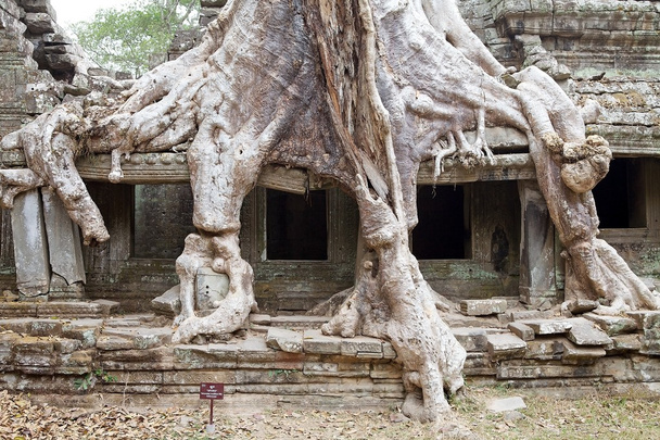 Preah Khan  - Fotografie, Obrázek