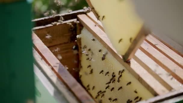 Imker ernten Honig sorgfältig, indem sie süßen Nektar aus den Waben extrahieren. Ihre gewissenhaften Bemühungen führen zur Gewinnung von köstlichem Honig aus Bienenstöcken. - Filmmaterial, Video