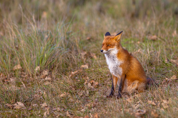 Red fox v přírodním prostředí - Fotografie, Obrázek