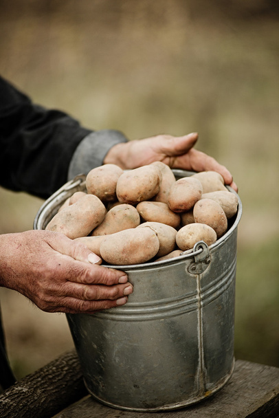 Primer plano de las manos masculinas sosteniendo una patata
 - Foto, imagen