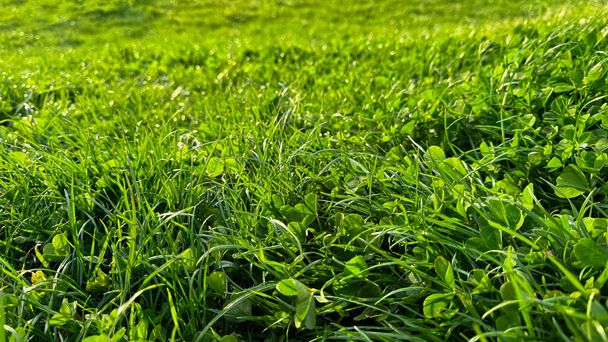 Fundo grama verde fresco natural e folhas de trevo perto. Luminoso gramado orvalho, frescura primavera, detalhes da natureza com conceito de luz da manhã para design e impressão. Foto de alta qualidade - Foto, Imagem