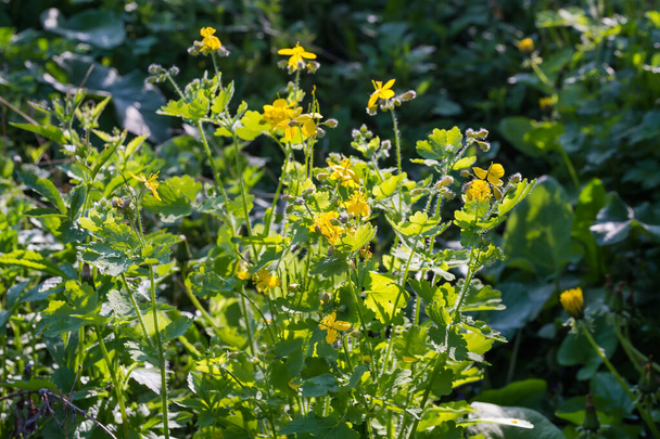 晴れた春の朝に黄色い花でより大きなセランディンを咲かせ,選択的な焦点で断片を閉じる - 写真・画像