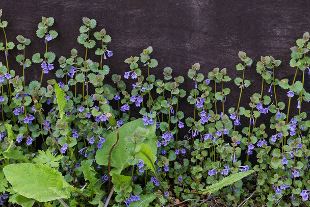 Stems of the blooming Glechoma hederacea, also known as ground-ivy or catsfoot growing next the black wall in overcast weather - Photo, Image