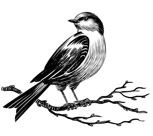 Uccello su un ramo d'albero. Illustrazione retrò disegnata a mano in bianco e nero - Foto, immagini