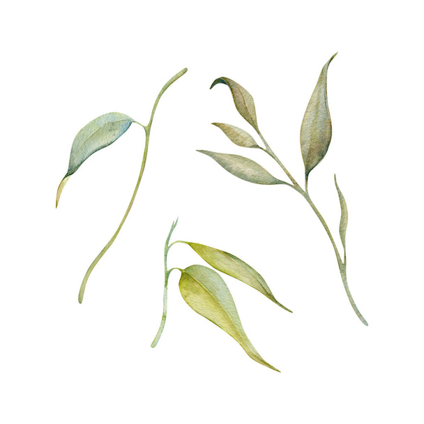 抽象的な木の葉がセットされています. 緑と乾燥した葉。 白い背景に隔離された水彩画. オーストラリア固有の自然カード,招待状,アートデザインのための手描きの植物要素 - 写真・画像