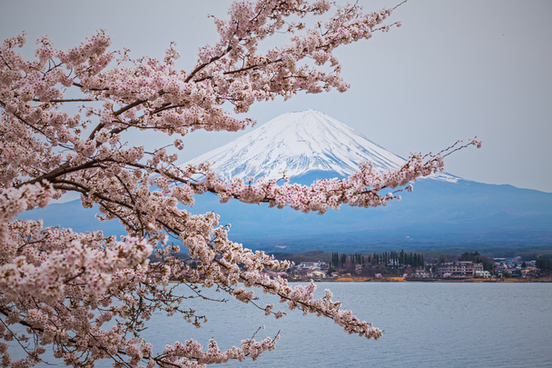 Гора Фудзи весной, сакура цветет
 - Фото, изображение