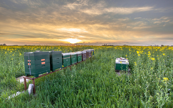 řádek včelstev - Fotografie, Obrázek