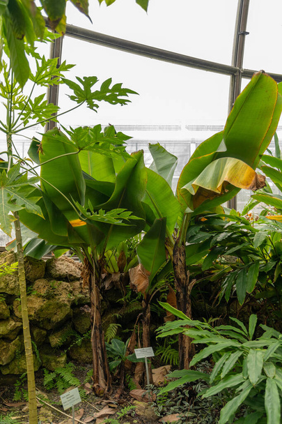 Zurich, Suiza, 9 de marzo de 2024 Musa Cavendishii or cavendish banana plant at the botanical garden - Foto, imagen