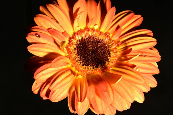 belle fleur de gerbera lumineuse sur fond noir, gros plan - Photo, image