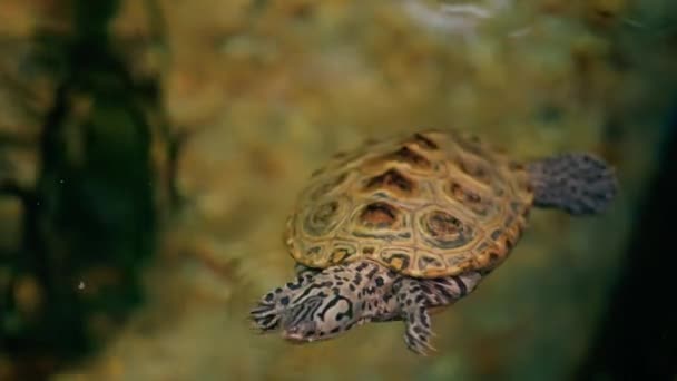tartaruga acquatica nuota nello stagno. - Filmati, video