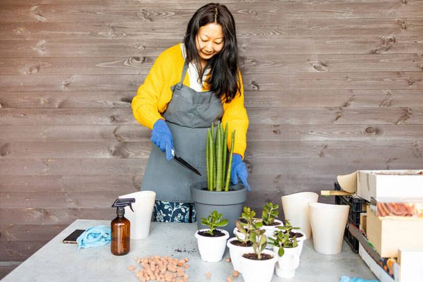 Mujer jardinera trasplantando a mano cactus y suculentas en macetas de cemento sobre la mesa de madera. Concepto de jardín en casa. - Foto, Imagen