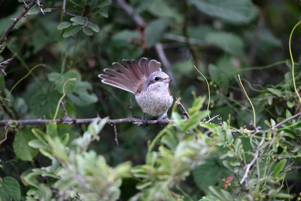 The red-backed shrike (Lanius collurio) is a carnivorous passerine bird and member of the shrike family, Laniidae. This photo was taken in South Africa. - Photo, Image