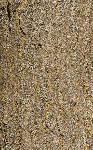 Illustrazione della corteccia della Pioggia d'Oro Koelreuteria paniculata. - Foto, immagini
