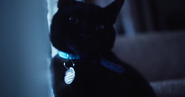 Die schwarze Katze präsentiert ihre Zähne, indem sie ihr Maul weit öffnet und ihre Pfote in Richtung des Betrachters streckt | Nahaufnahme | 4k video - Filmmaterial, Video