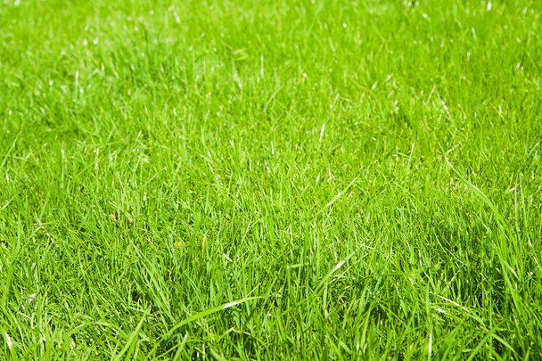 Grama verde crescendo a partir de um gramado de primavera
. - Foto, Imagem