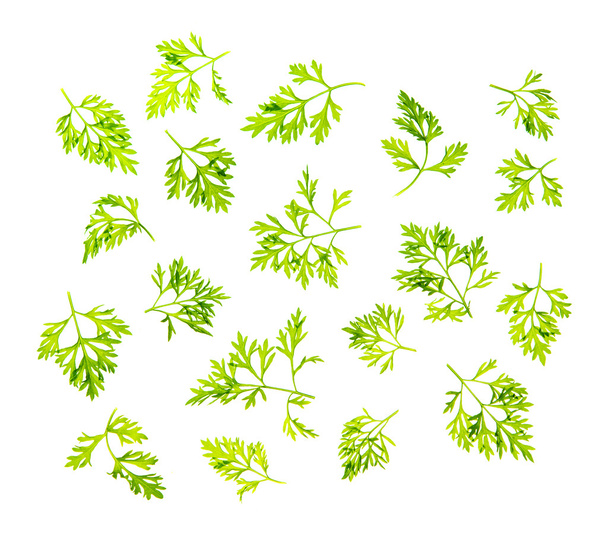 Dill leaves isolated - Foto, Imagen