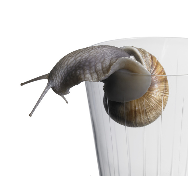 grapevine snail on drinking glass - Photo, Image