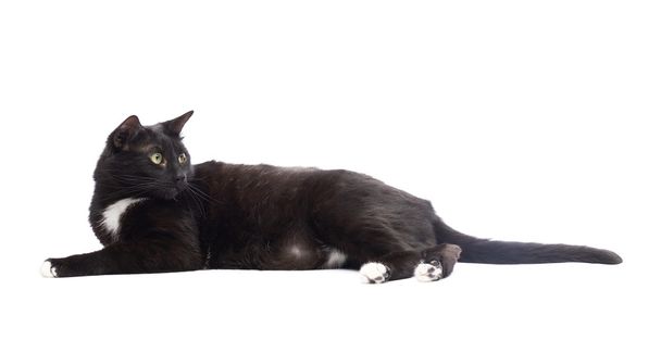 Cute black cat - Fotografie, Obrázek