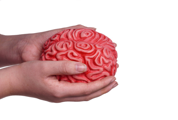 Manos sosteniendo el cerebro humano
 - Foto, imagen