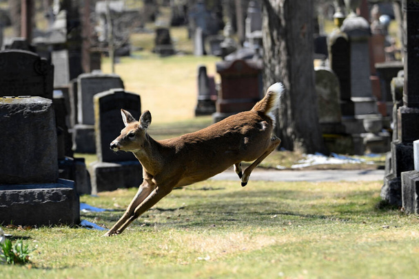  Оповістити міську дику природу фотографія білохвостого оленя, що біжить на кладовищі  - Фото, зображення