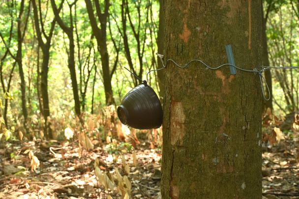 guma nebo para dřevo strom s pohárem pro klepání v dopoledních hodinách na kmeni na farmě - Fotografie, Obrázek