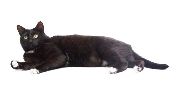 Cute black cat - Valokuva, kuva