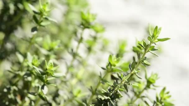Thyme, spice and medicinal plant - Footage, Video
