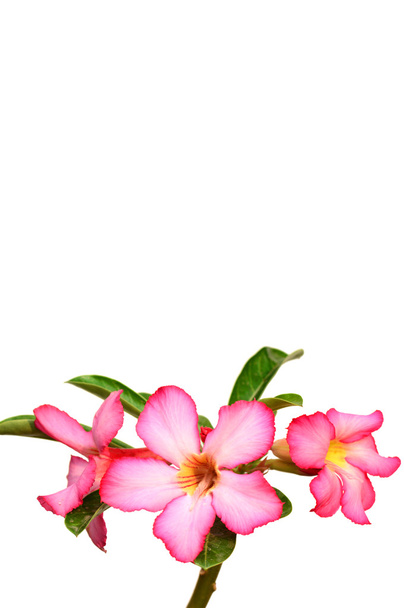 Floral background. Close up of Tropical flower Pink Adenium. Desert rose on White background. - Фото, зображення