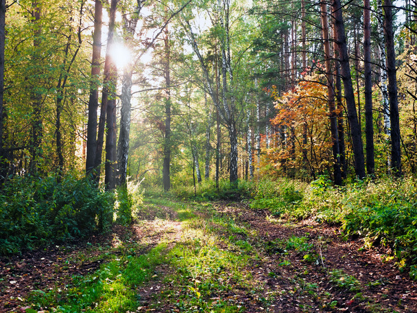 Autumn forest - Foto, Bild