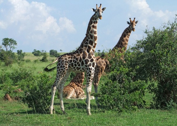 žirafy v Africe - Fotografie, Obrázek