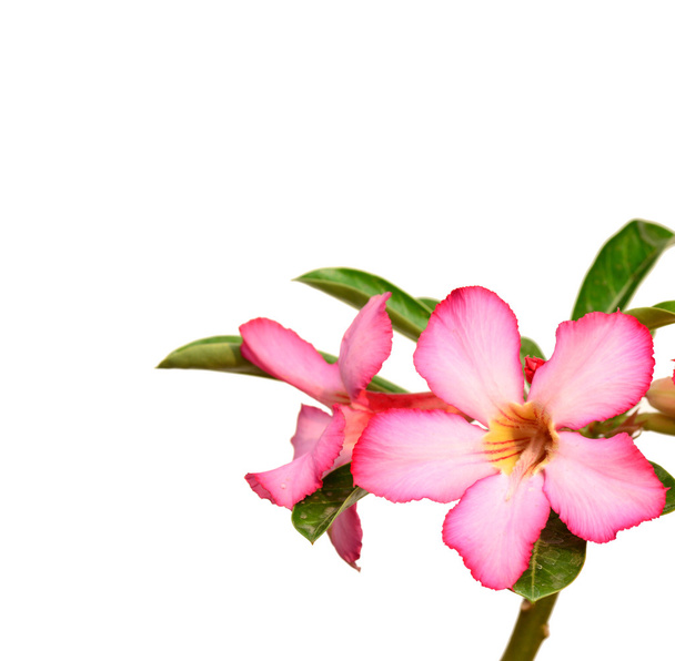 Floral background. Close up of Tropical flower Pink Adenium. Desert rose on White background. - 写真・画像