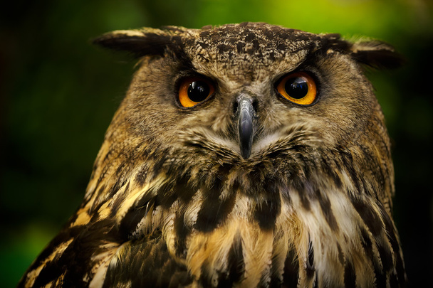 Closeup baykuş - Fotoğraf, Görsel