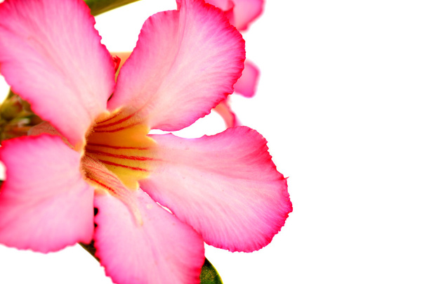 Floral background. Close up of Tropical flower Pink Adenium. Desert rose on White background. - Фото, изображение