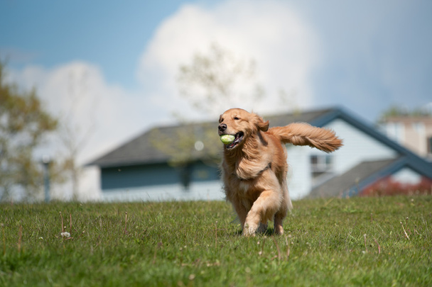 Golden Retriever court avec une balle de tennis
 - Photo, image