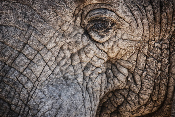 Olifant, close-up en oog van dier in de natuur met duurzame safari reizen of behoud van het milieu. Natuurlijke, heiligdom en bescherming van de ecologie in Afrika met eco-vriendelijke ervaring. - Foto, afbeelding