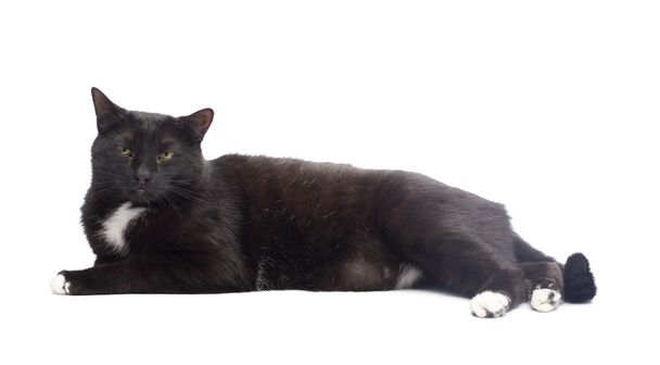 Cute black cat - Fotografie, Obrázek