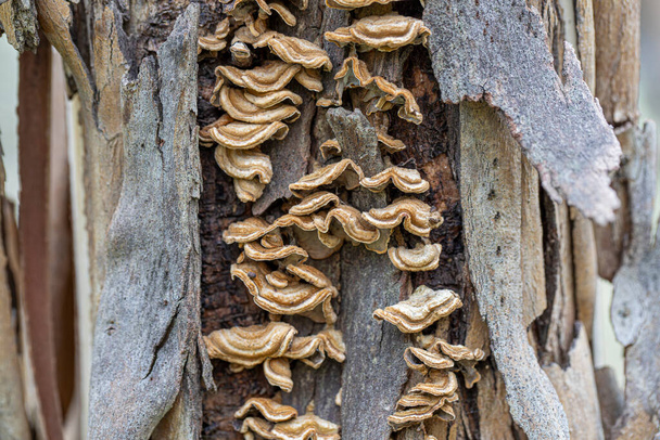Las setas de yesca en el tronco del árbol. - Foto, imagen