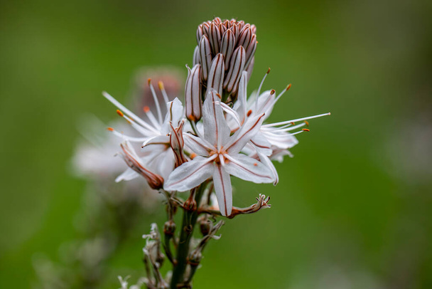 Calicotome villosa, alias Hairy Thorny Broom of Spiny Broom uit de Fabaceae familie - een kleine struikboom afkomstig uit het oostelijke Middellandse Zeegebied, yamanlar daginda - Izmir . - Foto, afbeelding