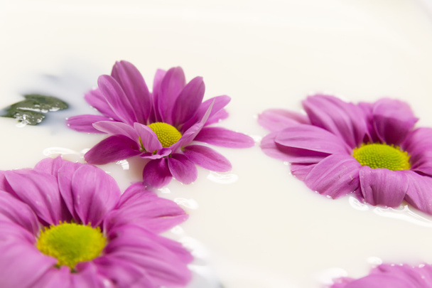 daisy in milk - Фото, зображення