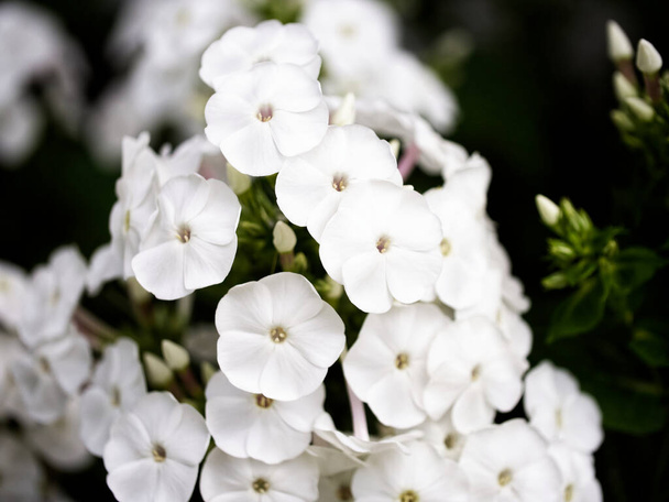 Klusteri koskematon valkoisia kukkia herkkä terälehtiä ja näkyviä keskuksia, joita ympäröi tummanvihreä lehvistö. - Valokuva, kuva