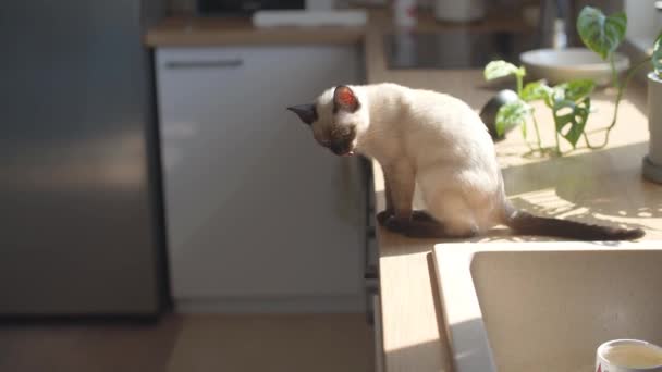 Shot van schattige siamese kat likken zijn poten terwijl zitten op de keukentafel thuis. - Video